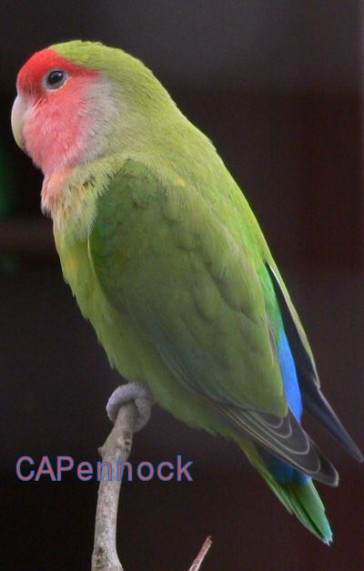 ParettBird.jpg, 29 kB