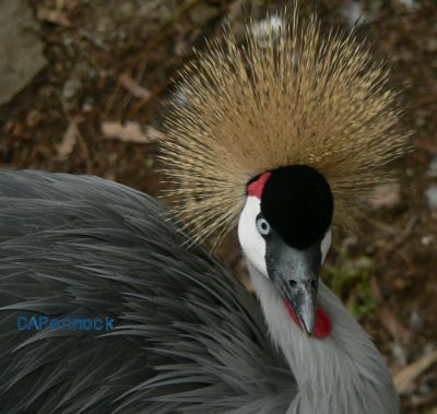 SecretaryTypeBird.jpg, 28 kB