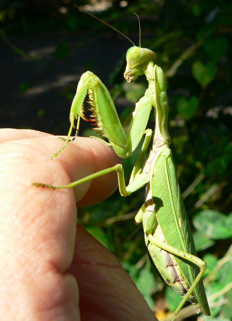 Mantis.jpg, 127kB