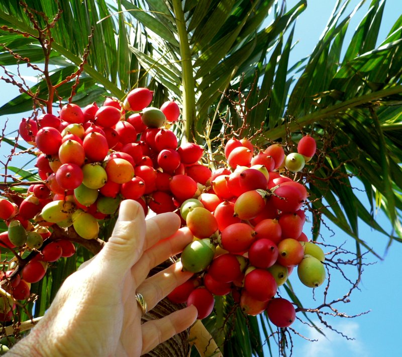 PlantationDates.jpg, 155kB