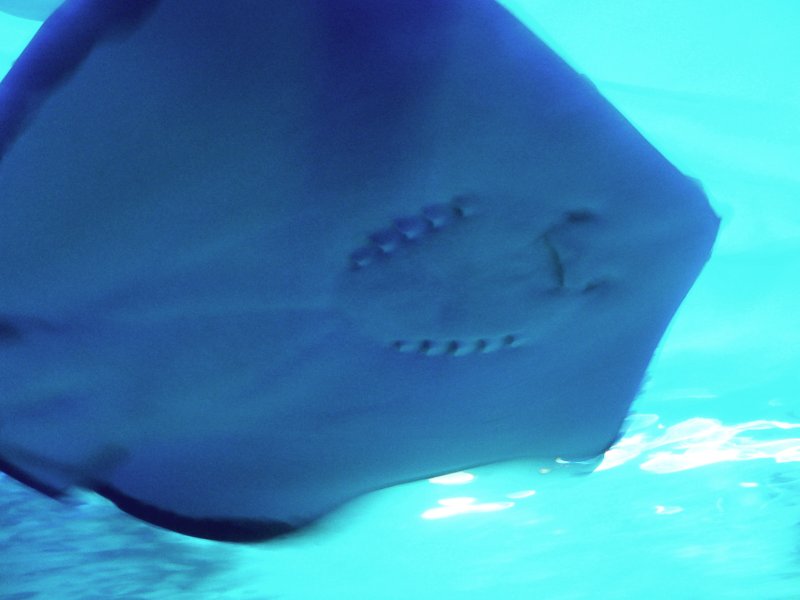 StingRay.jpg, 44kB