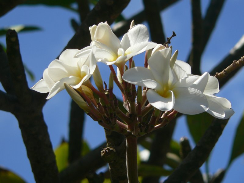 BanyansFlower.JPG, 61kB