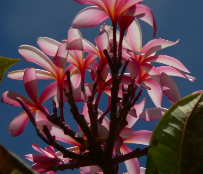 BanyansFlowerR.JPG, 75kB