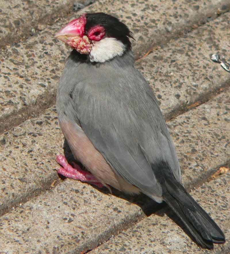 Bird-20120326-CPool.JPG, 179kB