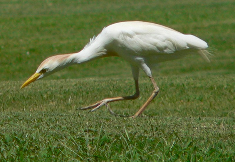 Stork-20120323.jpg, 84kB