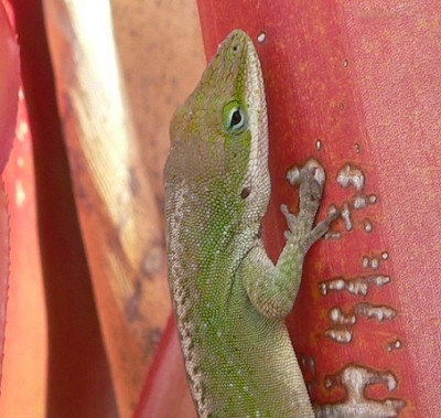 Geko.jpg, 46kB