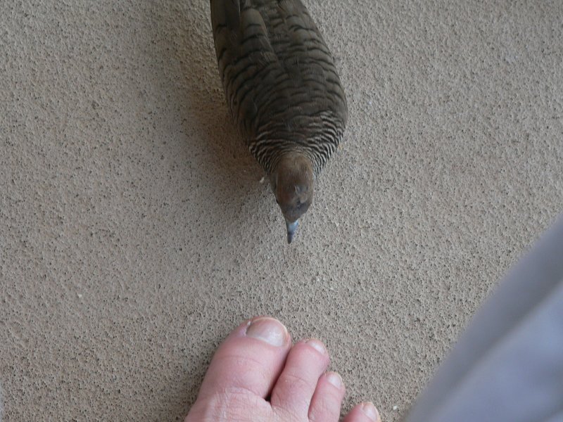 P1250406BirdToe.jpg, 120kB