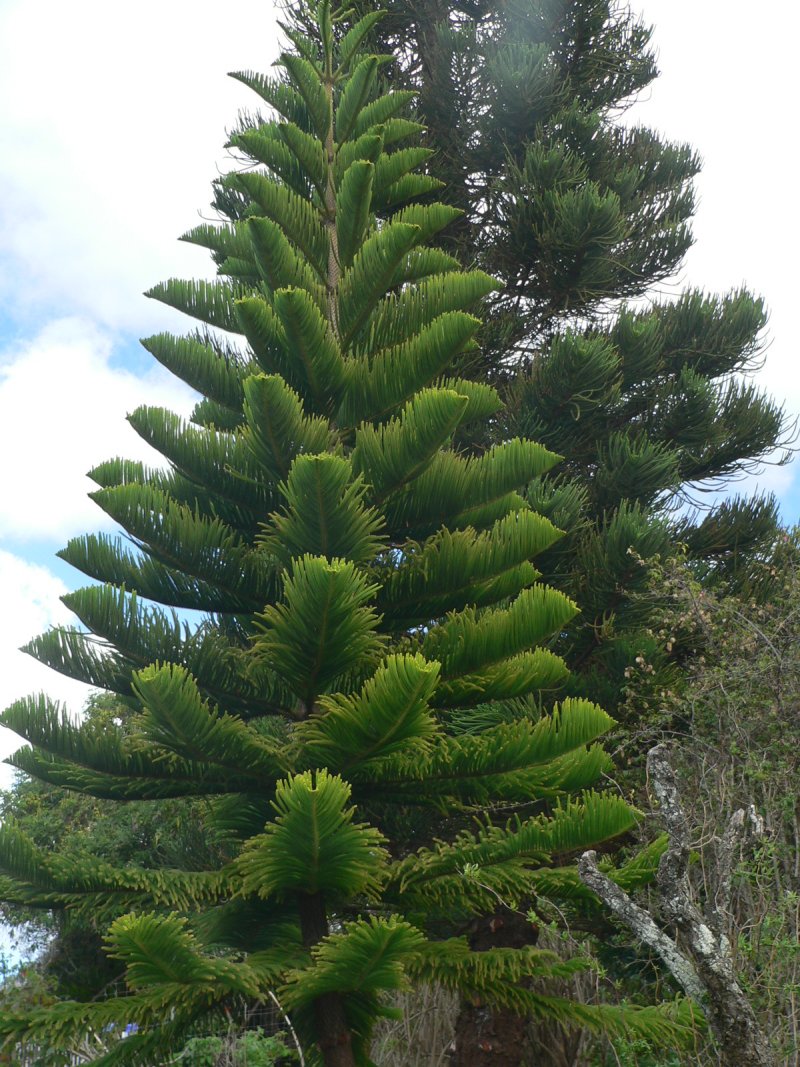 P1250483NorF.jpg, 214kB