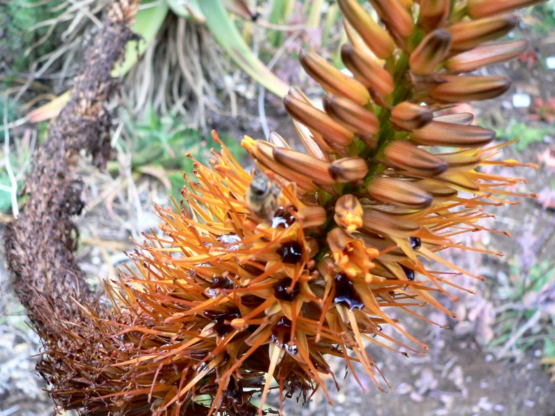 P1250492Flower.jpg, 131kB