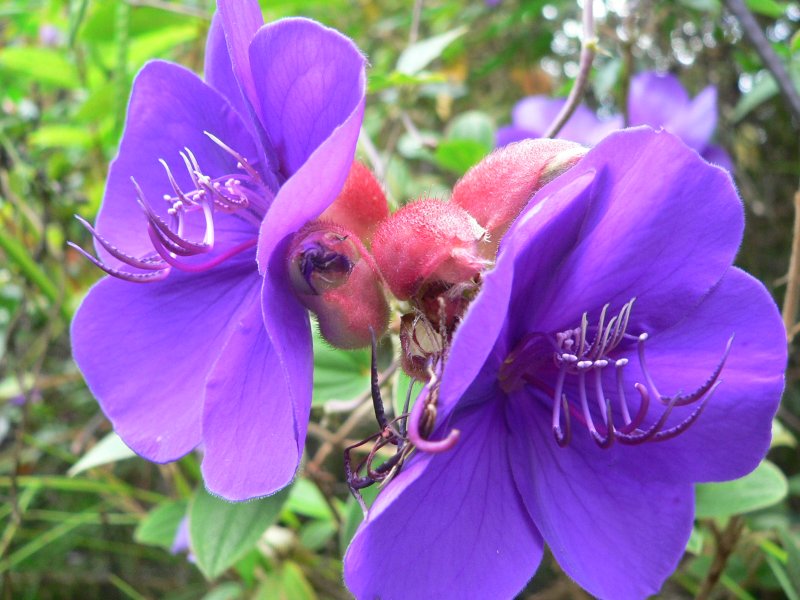 P1250495Flower.jpg, 90kB