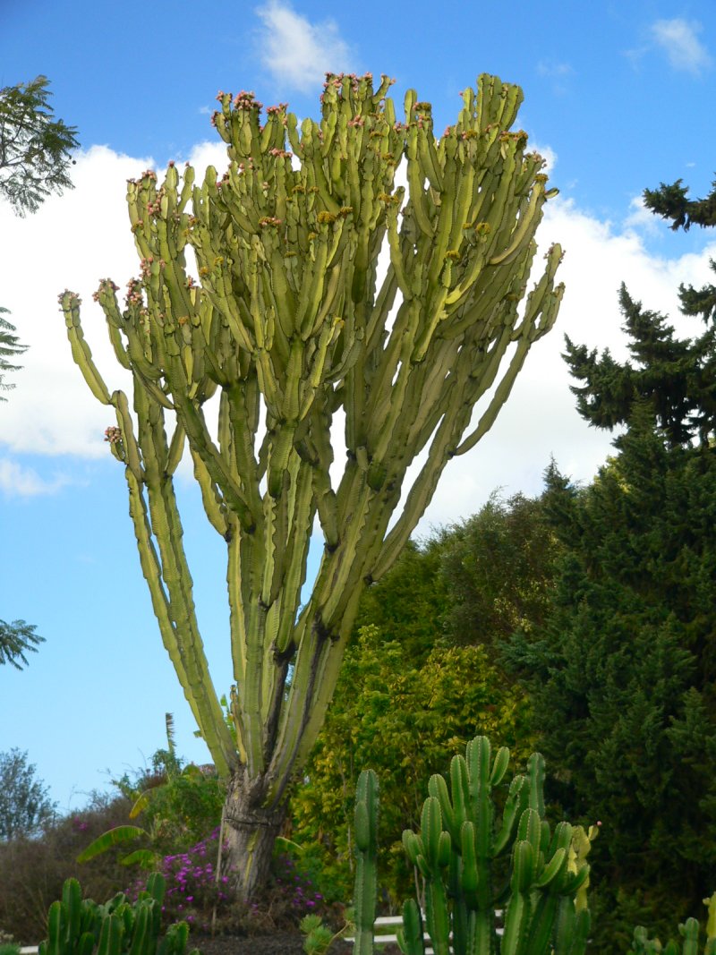 P1250498Cactus.jpg, 184kB