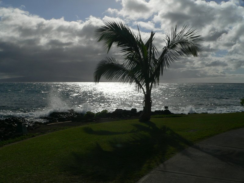 P1250544SeaPalm.jpg, 86kB