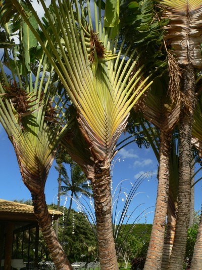 TravelersPalm.jpg, 101kB