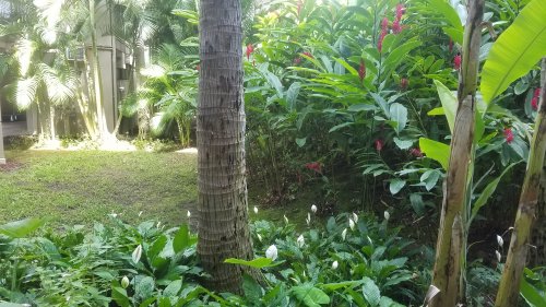 2020Maui0211_161416.jpg, 53kB