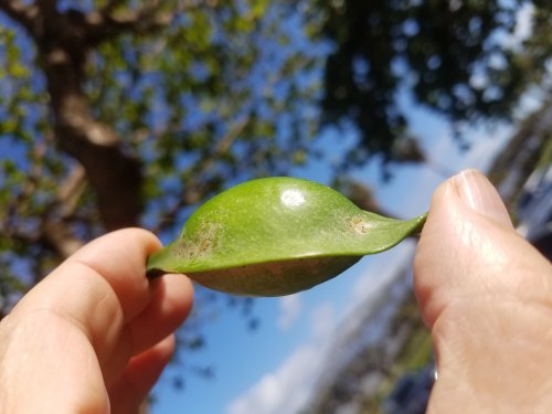 2020Maui0216_174552.jpg, 30kB