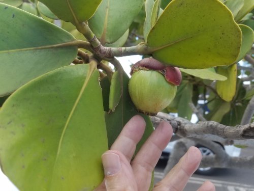 20220424_115819a.jpg, 32kB