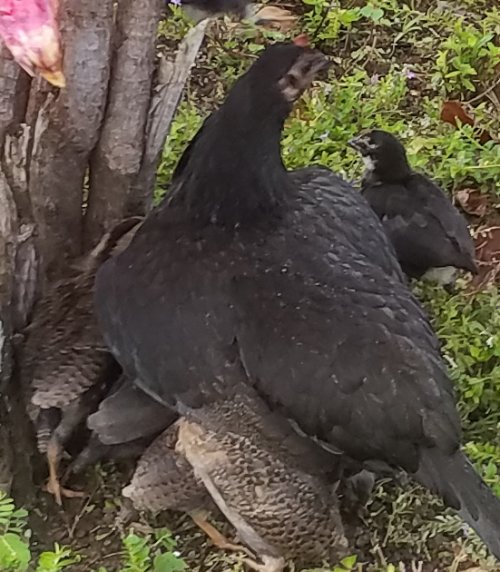 20220501_171712a.jpg, 71kB