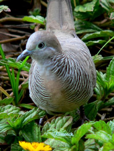 DOVEMAUI0603.JPG, 50 kB