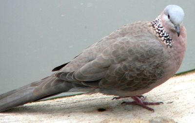 DoveBird2009DEC.jpg, 15 kB