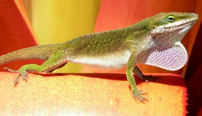 GECKO.JPG, 77 kB