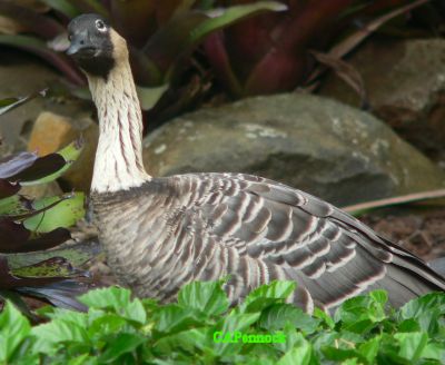 NENE2005APR.JPG, 27 kB