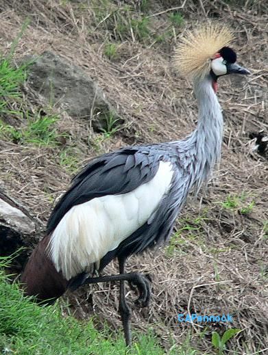 lifBIRDSPECIAL.JPG, 64 kB