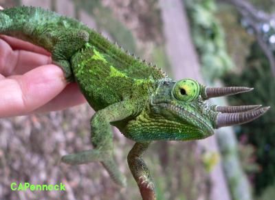 lifCAMELIAN.JPG, 20 kB