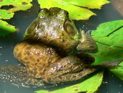 lifFROGPLAN.JPG, 26 kB