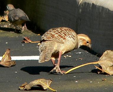 lifLIKEBABYBIRD.JPG, 25 kB