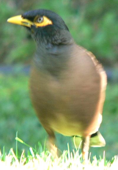 lifMINORB.JPG, 23 kB