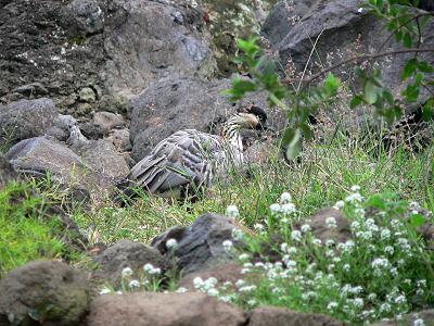 lifNENEWILD8.JPG, 40 kB