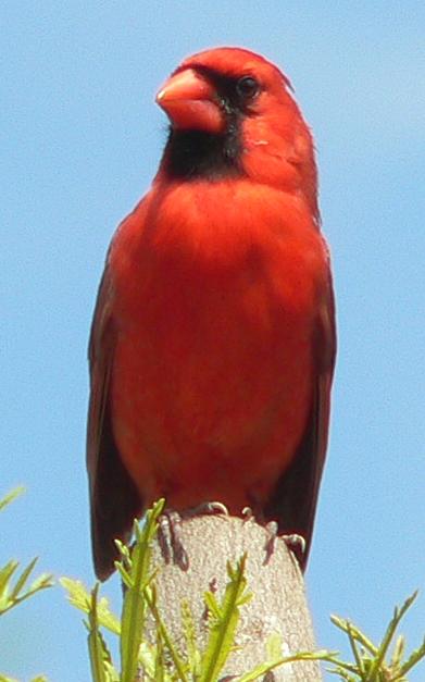 lifREDBIRD3.JPG, 29 kB