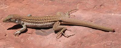 lifLIZARD.JPG, 15 kB