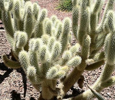 plnCACTUS66.JPG, 59 kB