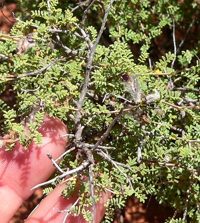 plnCREASOTE41.JPG, 71 kB