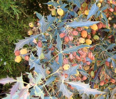 plnHOLOAKBERRY.JPG, 47 kB