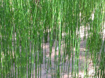 plnHORSET.JPG, 39 kB