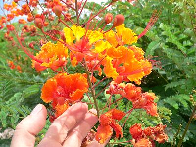 plnMCDONNALDS63.JPG, 38 kB