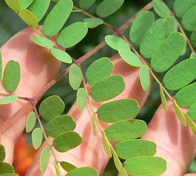 plnMCDONNALDS64.JPG, 28 kB