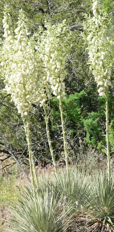 plnYUCA17.JPG, 113 kB