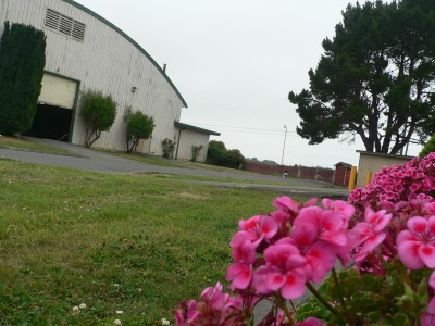 DumpFlower.jpg, 41kB