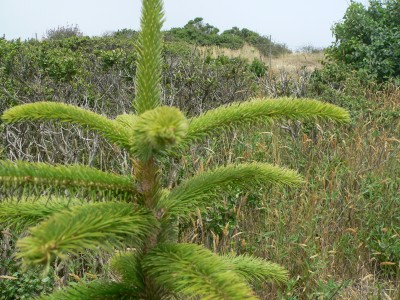 NorfolkPine.jpg, 56kB