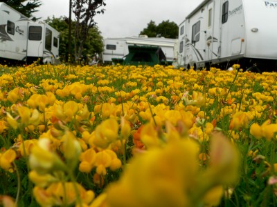 MadRiverFlowers.jpg, 44kB