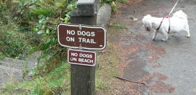 Patrics-Dogs.jpg, 23 kB