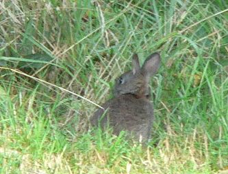 Patrics-Rabit.JPG, 27 kB