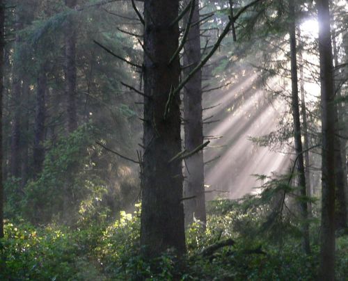 Patrics-Sun.jpg, 43 kB