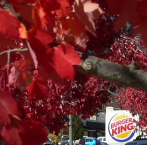 Weaver-Burger.jpg, 20 kB