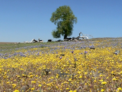 20080403COWSHILL.JPG, 122 kB