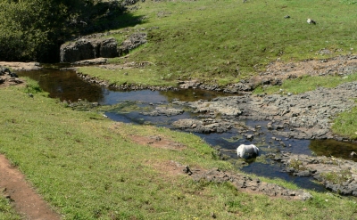 20080403DOGINSTREEM.JPG, 104 kB