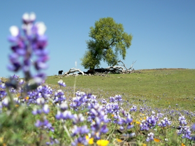 20080403HILLCOWS.JPG, 97 kB